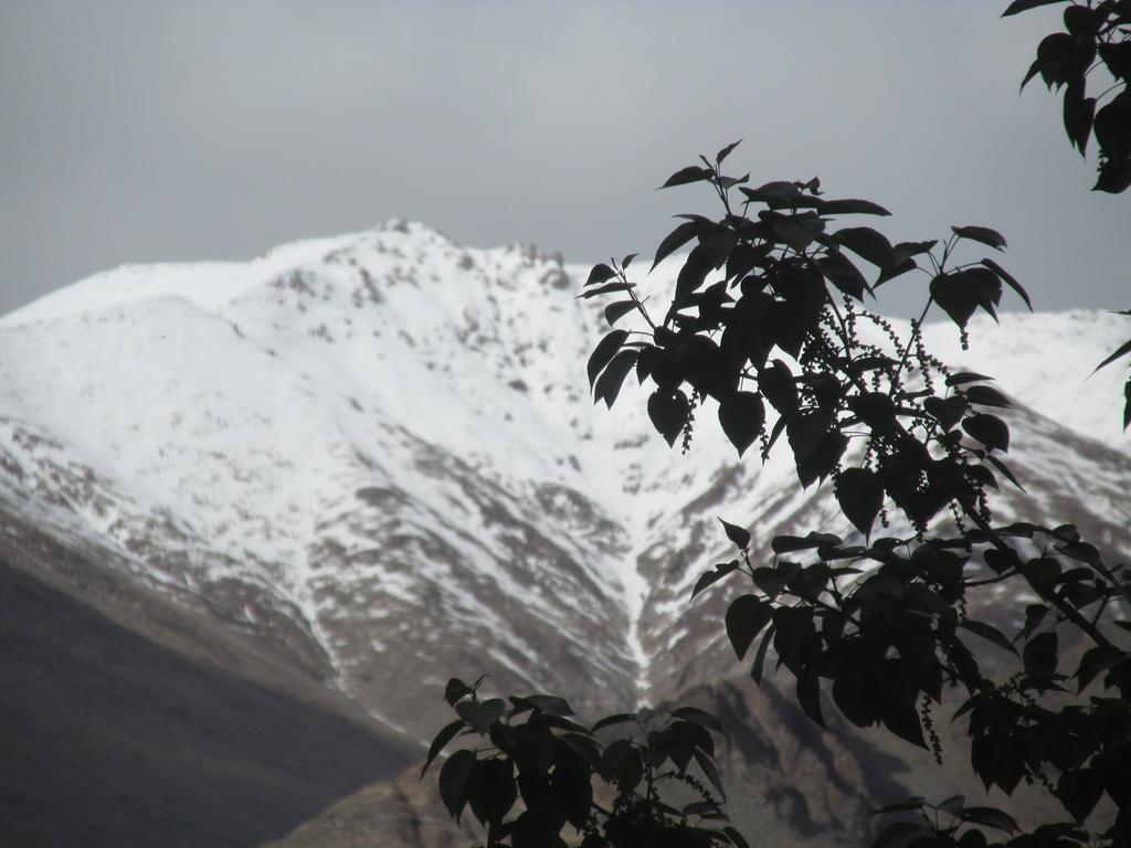 Streamlet Homestay Leh Esterno foto